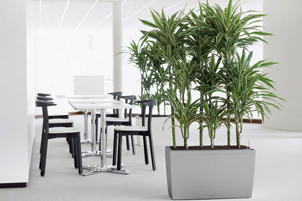 offres location plantes vertes et bac design nature au bureau