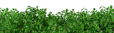 location plante bureaux et expaces publics 