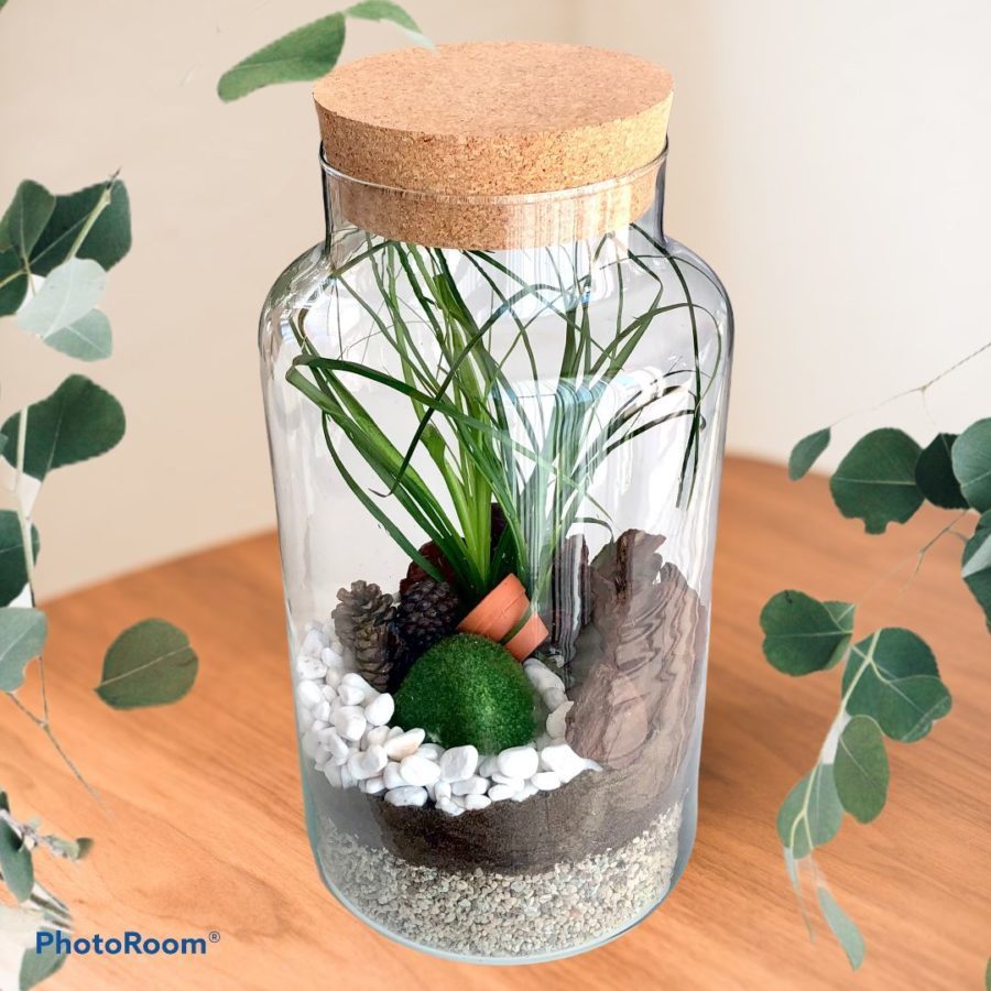 Terrarium ⋆ votre paysagiste de bureau