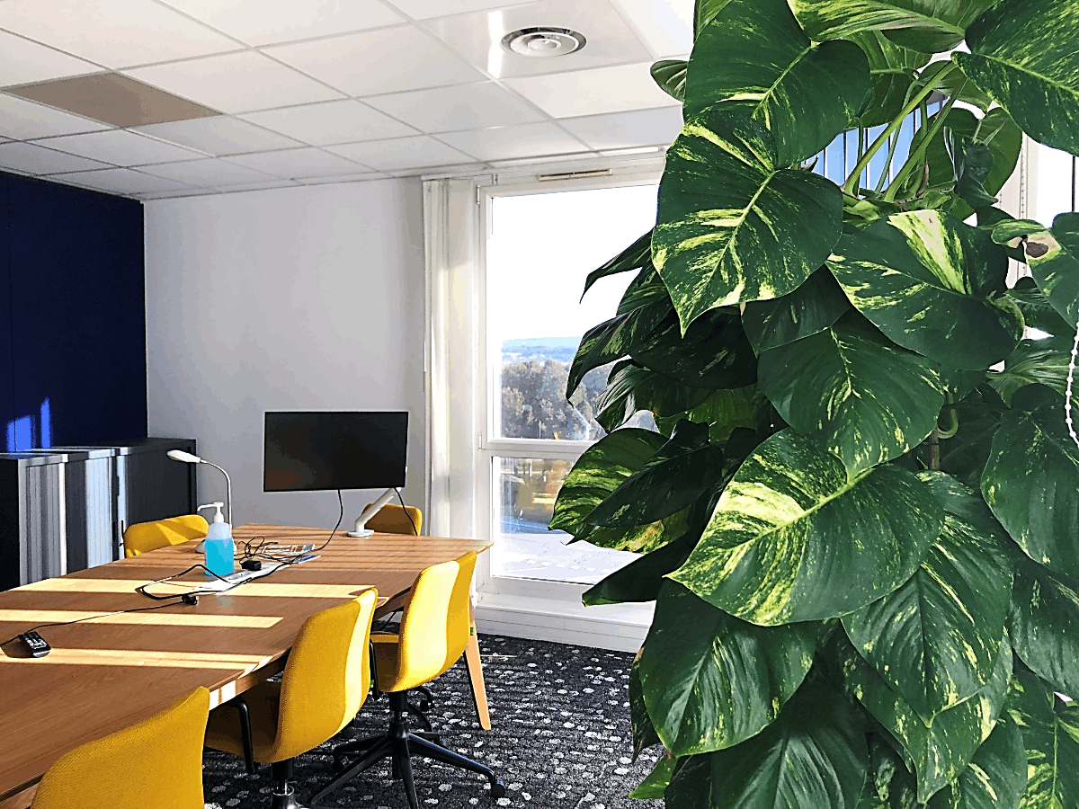 Salle de réunion avec un Pothos