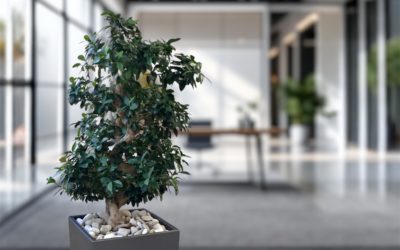 Ficus Ginseng au Bureau : Élégance, Zen et Entretien